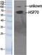 Heat Shock Protein Family A (Hsp70) Member 1 Like antibody, PA5-50987, Invitrogen Antibodies, Western Blot image 