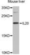 Interleukin 17B antibody, orb373436, Biorbyt, Western Blot image 