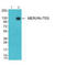 MER Proto-Oncogene, Tyrosine Kinase antibody, MBS9413402, MyBioSource, Western Blot image 