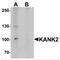 KN motif and ankyrin repeat domain-containing protein 2 antibody, MBS153458, MyBioSource, Western Blot image 