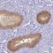 Heat Shock Protein Family A (Hsp70) Member 12A antibody, HPA011273, Atlas Antibodies, Immunohistochemistry paraffin image 