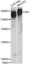 Fibronectin 1 antibody, A12932, ABclonal Technology, Western Blot image 