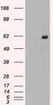 Nuclear Receptor Binding Protein 1 antibody, TA500442, Origene, Western Blot image 