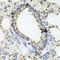 Erb-B2 Receptor Tyrosine Kinase 4 antibody, 22-023, ProSci, Immunohistochemistry frozen image 