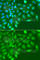 TARBP2 Subunit Of RISC Loading Complex antibody, A7533, ABclonal Technology, Immunofluorescence image 
