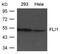Fli-1 Proto-Oncogene, ETS Transcription Factor antibody, 79-652, ProSci, Western Blot image 