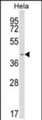 Insulin Induced Gene 1 antibody, PA5-72600, Invitrogen Antibodies, Western Blot image 