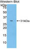 SHB antibody, LS-C296504, Lifespan Biosciences, Western Blot image 