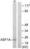 Histone chaperone ASF1A antibody, LS-C119336, Lifespan Biosciences, Western Blot image 