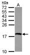 Retina And Anterior Neural Fold Homeobox 2 antibody, LS-C155667, Lifespan Biosciences, Western Blot image 