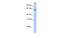 Annexin A6 antibody, MBS832039, MyBioSource, Western Blot image 