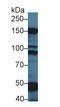 Myosin Binding Protein C, Slow Type antibody, LS-C373150, Lifespan Biosciences, Western Blot image 