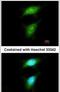 JNK1 + JNK2 antibody, PA5-28664, Invitrogen Antibodies, Immunofluorescence image 