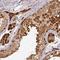 RAN Binding Protein 9 antibody, HPA050007, Atlas Antibodies, Immunohistochemistry paraffin image 