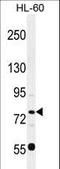 POU Class 2 Homeobox 1 antibody, LS-C163874, Lifespan Biosciences, Western Blot image 