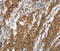 Breast Carcinoma Amplified Sequence 4 antibody, MBS2517859, MyBioSource, Immunohistochemistry frozen image 
