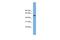 Tubulin beta-4 chain antibody, A05184, Boster Biological Technology, Western Blot image 