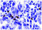 FOXP3 antibody, 99-788, ProSci, Enzyme Linked Immunosorbent Assay image 