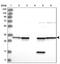 Annexin A5 antibody, PA5-57231, Invitrogen Antibodies, Western Blot image 