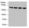 Nucleoporin 58 antibody, CSB-PA887135LA01HU, Cusabio, Western Blot image 