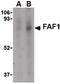 Fas Associated Factor 1 antibody, PA5-20314, Invitrogen Antibodies, Western Blot image 