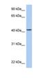 AT-Rich Interaction Domain 3C antibody, orb325576, Biorbyt, Western Blot image 