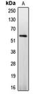 Caspase 8 antibody, orb213659, Biorbyt, Western Blot image 