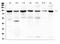 Ring Finger Protein 169 antibody, A10407-1, Boster Biological Technology, Western Blot image 