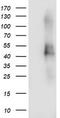 Transmembrane Protein With EGF Like And Two Follistatin Like Domains 2 antibody, LS-C173624, Lifespan Biosciences, Western Blot image 