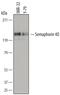 Semaphorin 4D antibody, MAB74701, R&D Systems, Western Blot image 