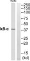 NFKB Inhibitor Alpha antibody, abx013441, Abbexa, Western Blot image 