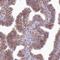 ATPase Plasma Membrane Ca2+ Transporting 4 antibody, NBP2-31984, Novus Biologicals, Immunohistochemistry frozen image 