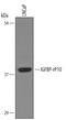 Kazal Type Serine Peptidase Inhibitor Domain 1 antibody, AF5137, R&D Systems, Western Blot image 