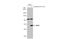 Guanylate Binding Protein 5 antibody, NBP2-16620, Novus Biologicals, Western Blot image 