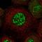 Cytochrome P450 Family 4 Subfamily V Member 2 antibody, NBP1-85361, Novus Biologicals, Immunofluorescence image 