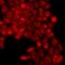 CD55 Molecule (Cromer Blood Group) antibody, LS-C667747, Lifespan Biosciences, Immunofluorescence image 