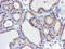 Glutathione S-Transferase Omega 2 antibody, LS-C173426, Lifespan Biosciences, Immunohistochemistry paraffin image 