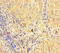 Transmembrane protein 4 antibody, A53985-100, Epigentek, Immunohistochemistry paraffin image 