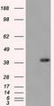 Deoxynucleotidyltransferase Terminal Interacting Protein 1 antibody, TA501132S, Origene, Western Blot image 