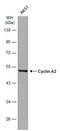 Cyclin A2 antibody, GTX634420, GeneTex, Western Blot image 