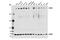 Ubiquitin Specific Peptidase 9 X-Linked antibody, 14898S, Cell Signaling Technology, Western Blot image 