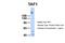 TATA-Box Binding Protein Associated Factor 1 antibody, PA5-40547, Invitrogen Antibodies, Western Blot image 