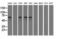 VICKZ family member 2 antibody, LS-C115285, Lifespan Biosciences, Western Blot image 