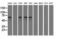 Insulin Like Growth Factor 2 MRNA Binding Protein 2 antibody, LS-C115285, Lifespan Biosciences, Western Blot image 