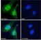 Dynein Light Chain LC8-Type 1 antibody, NB300-917, Novus Biologicals, Immunofluorescence image 