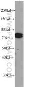 Cullin 4A antibody, 66038-1-Ig, Proteintech Group, Western Blot image 