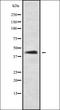 Transcription factor Sp5 antibody, orb337877, Biorbyt, Western Blot image 