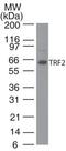 Telomeric Repeat Binding Factor 2 antibody, MA1-41001, Invitrogen Antibodies, Western Blot image 