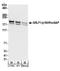 Glucocorticoid receptor DNA-binding factor 1 antibody, A301-736A, Bethyl Labs, Western Blot image 