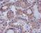 Dual Specificity Phosphatase 6 antibody, M02157, Boster Biological Technology, Immunohistochemistry paraffin image 